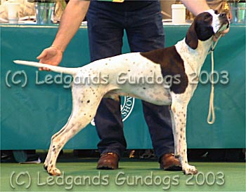 Mid Limit Dog